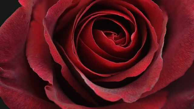 Beautiful opening red rose on black background. Petals of Blooming red rose flower open, time lapse, close-up. Holiday, love, birthday design backdrop. Bud closeup. Macro. Valentine's Day. Timelapse. 