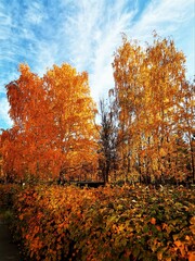 Golden trees and blue sky