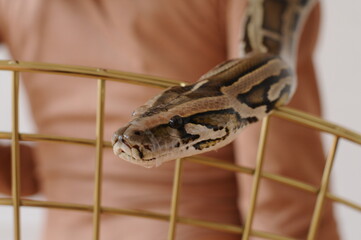 close up of a python