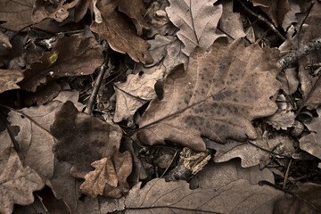 Colorful autumn in the forest.