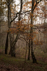Fototapeta premium Colorful autumn in the forest.