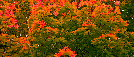 Colorful autumn in the forest.