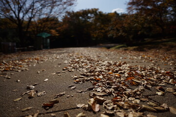 단풍, 붉은, 노랑색, 가을