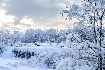 Idyllische Winterstimmung in einer Kleingartenanlage mit dick verschneiten Bäumen und zartem...