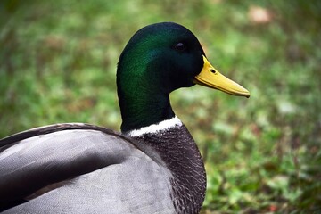 Portrait of a well-fed, beautiful drake, male mallard, with green plumage and a yellow beak. Duck's head close-up. Wild breeds of birds tamed by man. 