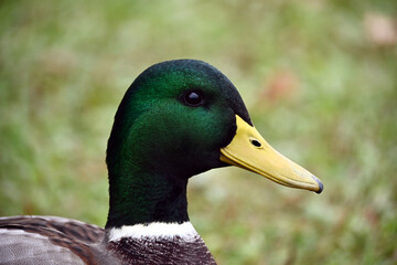 Portrait of a well-fed, beautiful drake, male mallard, with green plumage and a yellow beak. Duck's head close-up. Wild breeds of birds tamed by man. 