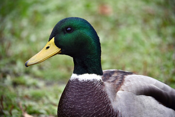Portrait of a well-fed, beautiful drake, male mallard, with green plumage and a yellow beak. Duck's head close-up. Wild breeds of birds tamed by man.    