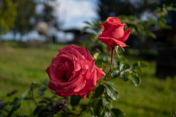 Rote Rosen im Garten