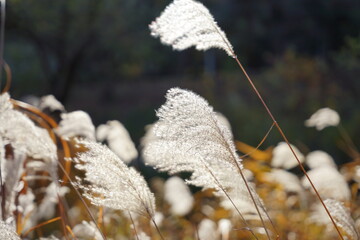 갈대, 공원, 가을