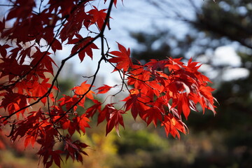 단풍, 붉은, 풍경, 호수