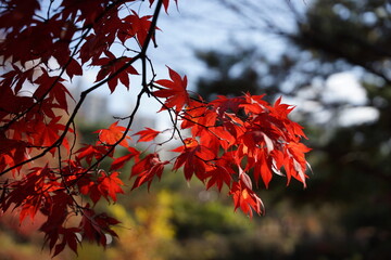 단풍, 붉은, 풍경, 호수