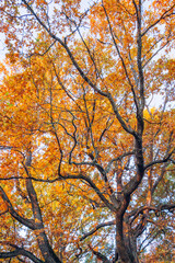 Golden maple tree crowns in autumn park
