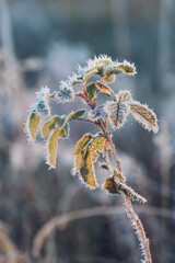 frozen rosehip leaves are covered with morning frost