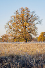 Fototapeta premium Autumn nature landscape. Colorful red foliage on branches of tree at meadow with hoarfrost on grass in the morning