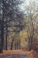 Fototapeta premium morning foggy landscape in the city park