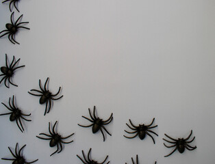 spider on a web