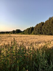field of wheat and wood,  sky