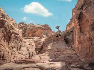 Fototapeta premium Lonely tree grows through the red sand rocks and stones in the deserted area of Petra, Jordan