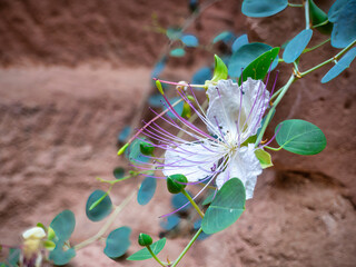 Close up detail with Capparis spinosa purple flower blooming. The caper bush, also called Flinders...