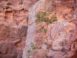 Lonely tree grows through the red sand rocks and stones in the deserted area of Petra, Jordan