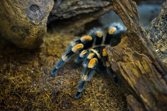 Brachypelma smithi. A tarantula spider sits in a shelter awaiting prey.