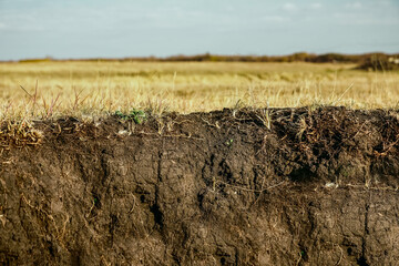 Stratigraphic section of soil with layers and grass roots. Russia. underground soil layer of cross...