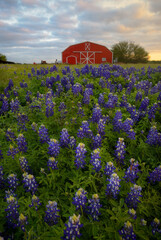 Bluebonnet Field and Red Wood Barn with Beautiful Sky, Austin, Texas © wisanuboonrawd