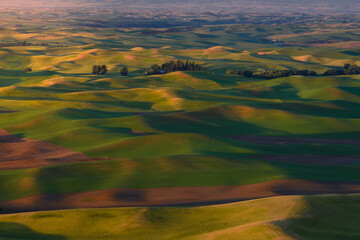 Beautiful Colorful hills of wheat farm at golden hour. Distinct geographic region at Idaho,...