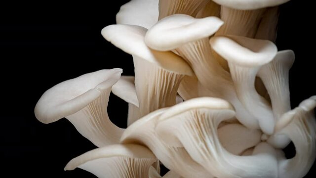 4K Time Lapse of Oyster mushrooms growing on black background. Healthly food. Edible mushroom grow. 