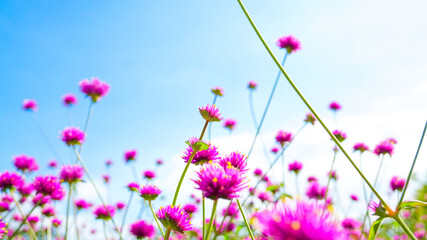 Obraz premium フラワーミュージアムで撮影した紫色の花