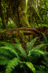 Large fern in Hoh Rainforest, Washington