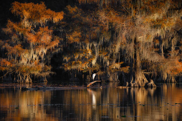 Beautiful bald cypress in autumn at Caddo Lake State Park, Texas. Bird standing on a branch.