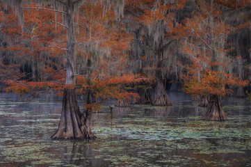 Bald cypress in autumn at Caddo Lake State Park, Texas.