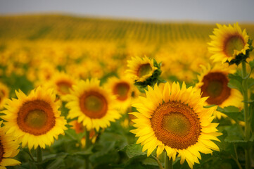 Sunflower agriculture field in Wall, South Dakota