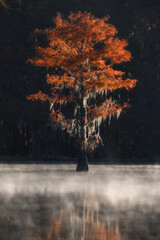 Herbstfärbung der Zypresse im Sumpf im Caddo Lake State Park, Texas