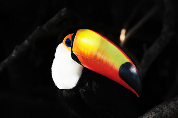 Toco toucan in private reserve of Bioparque Guembé in Santa Cruz de la Sierra, Bolivia.