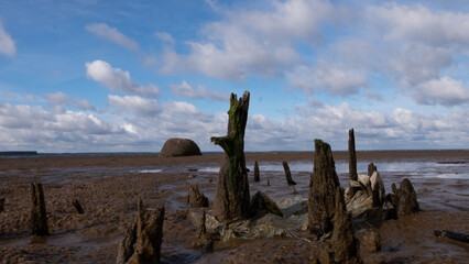 driftwood's on the sandy shore