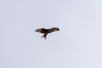 Rotmilan im Flug