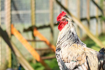 Domesticated red and white rooster sitting on a perch