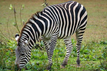 Fototapeta na wymiar beautiful black and white zebra grazing in a field