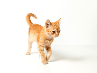 Fototapeta na wymiar Cute red kitten on a white background. Playful and funny pet. Copy space.
