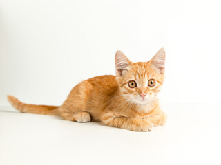 Cute red kitten on a white background. Playful and funny pet. Copy space.