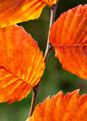 Orange hornbeam leaves.