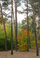Autumn forest. Coniferous and deciduous trees.
