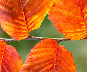 Orange hornbeam leaves.