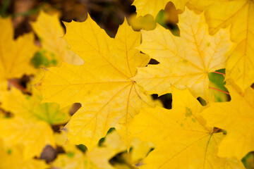 Yellow maple leaves.