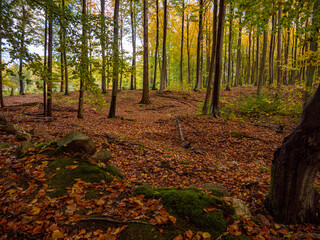 Hareskoven trees