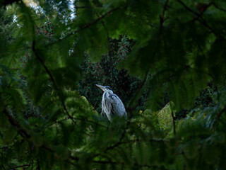 Heron