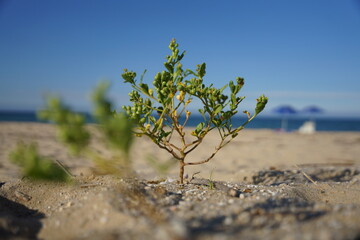 바다, 해안, 풍경, 파란