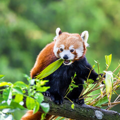 Red panda eating bamboo shoots. The red panda, or bear-cat, is an endangered species indigenous to...